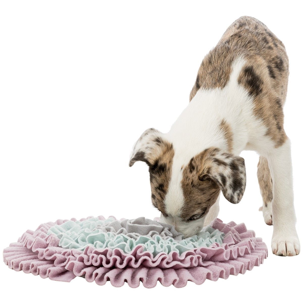 Junior Sniffi ng Carpet