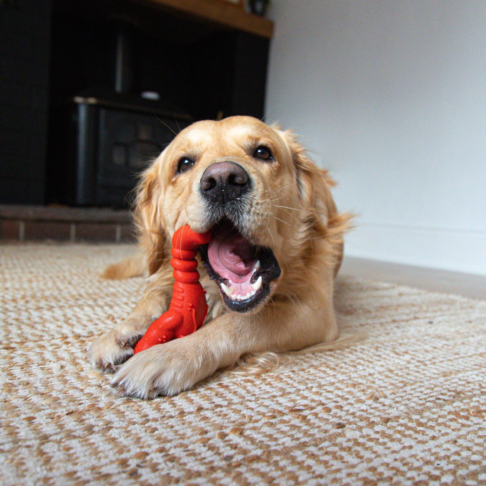 Nylabone Extreme Chew Lobster Filet Mignon X Large