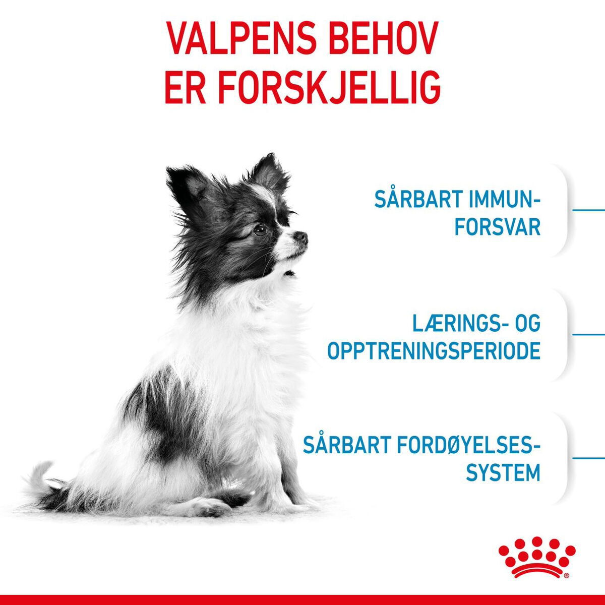 Royal Canin X-small Puppy tørrfôr til valp