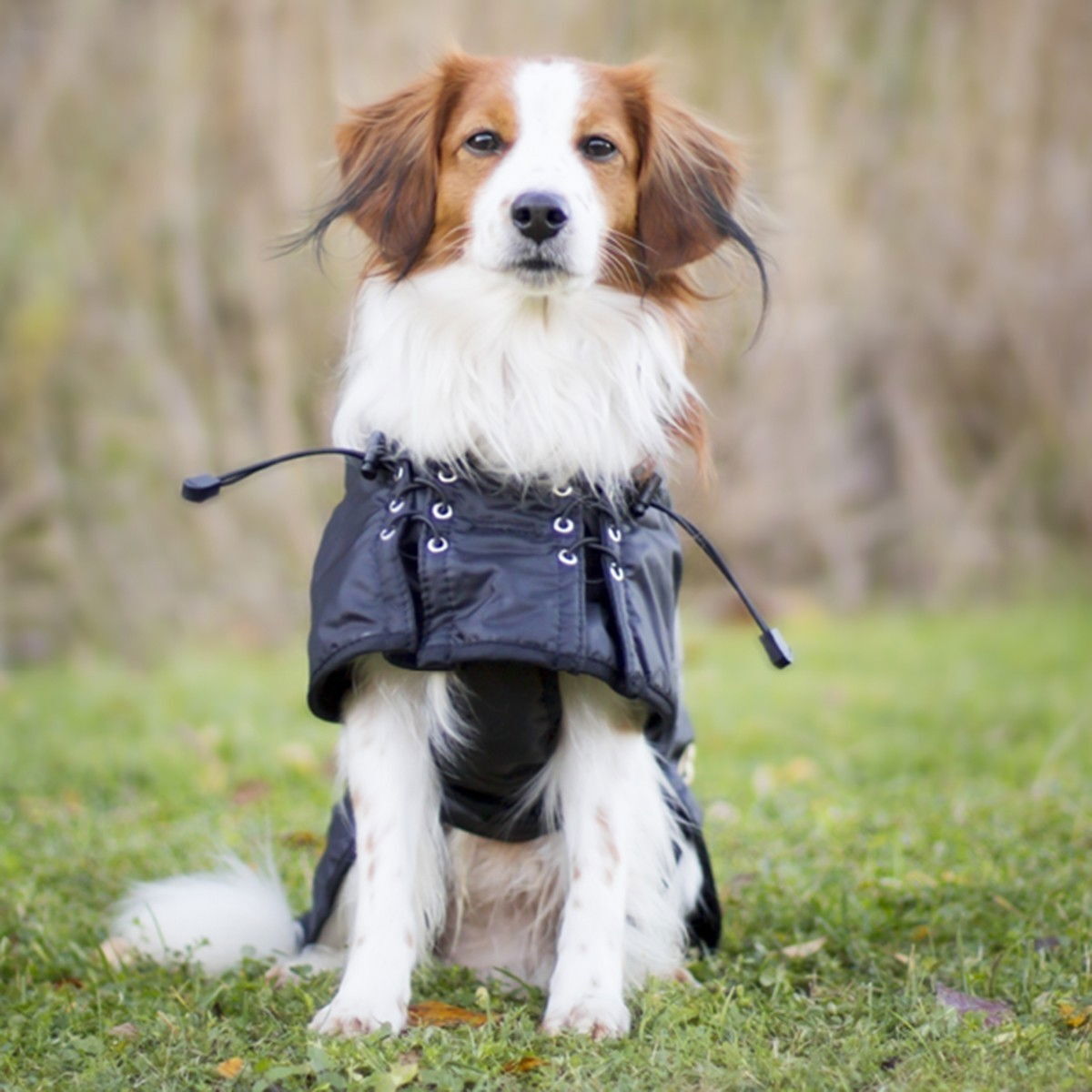 Back on Track Dog rug standard, Black 