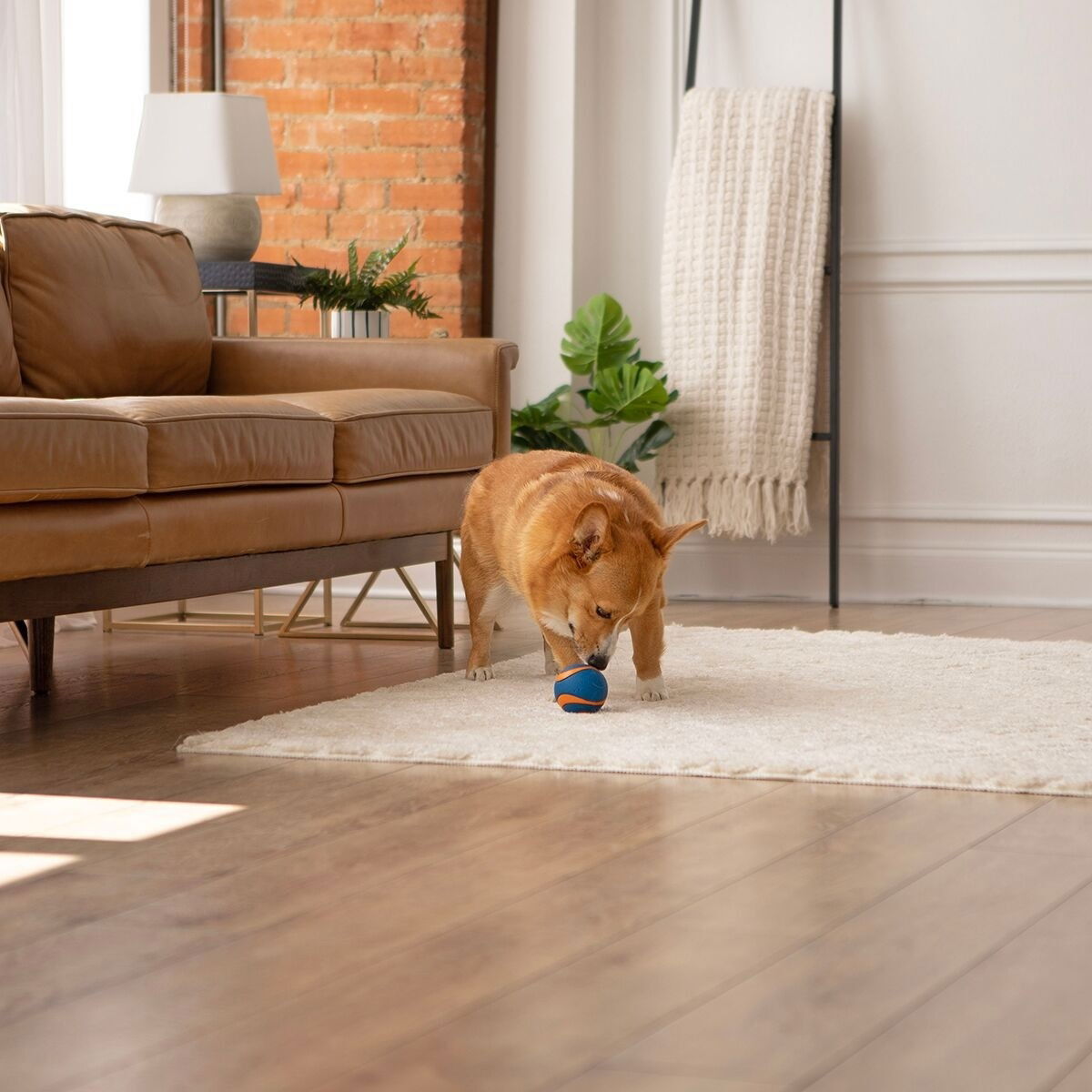 Chuckit ULTRA SQUEAKER BALL