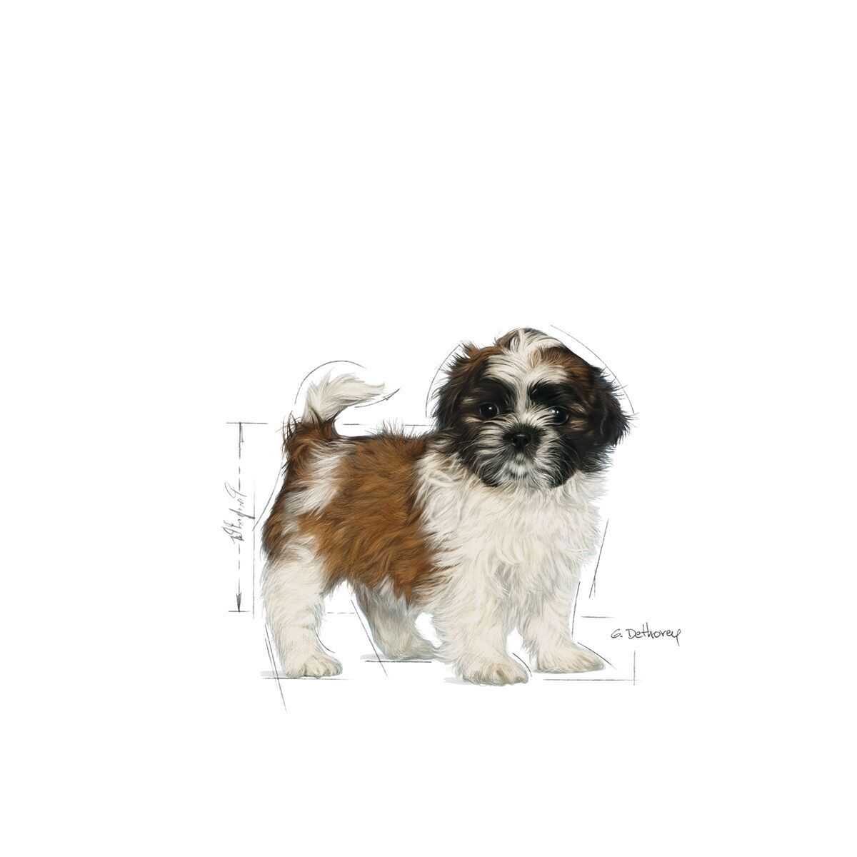 Royal Canin Breed Shih Tzu Junior