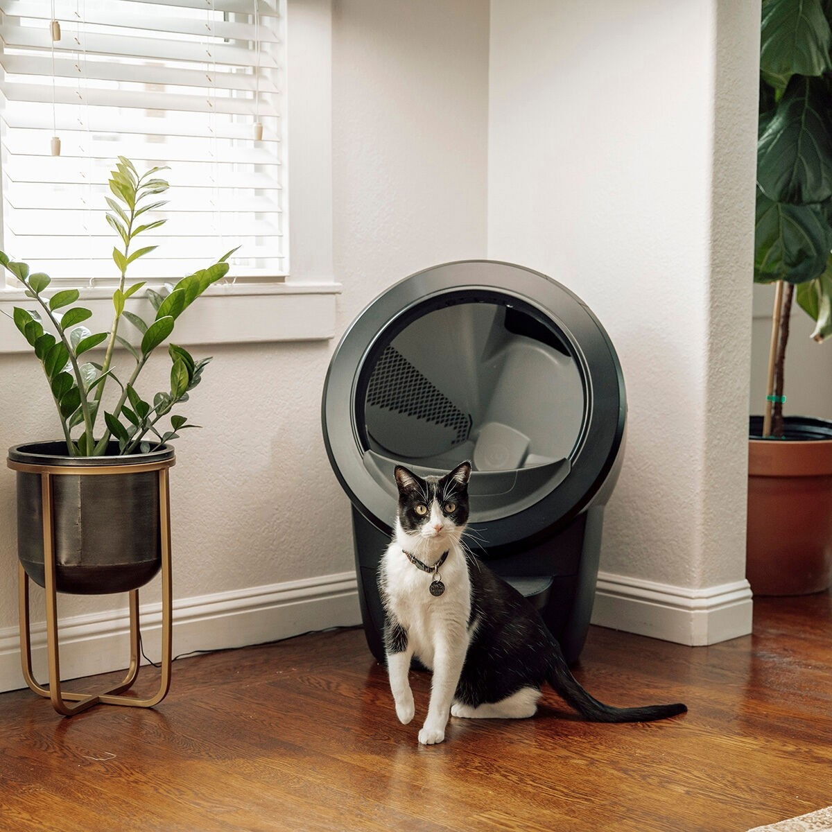 Whisker Litter-Robot 4, black
