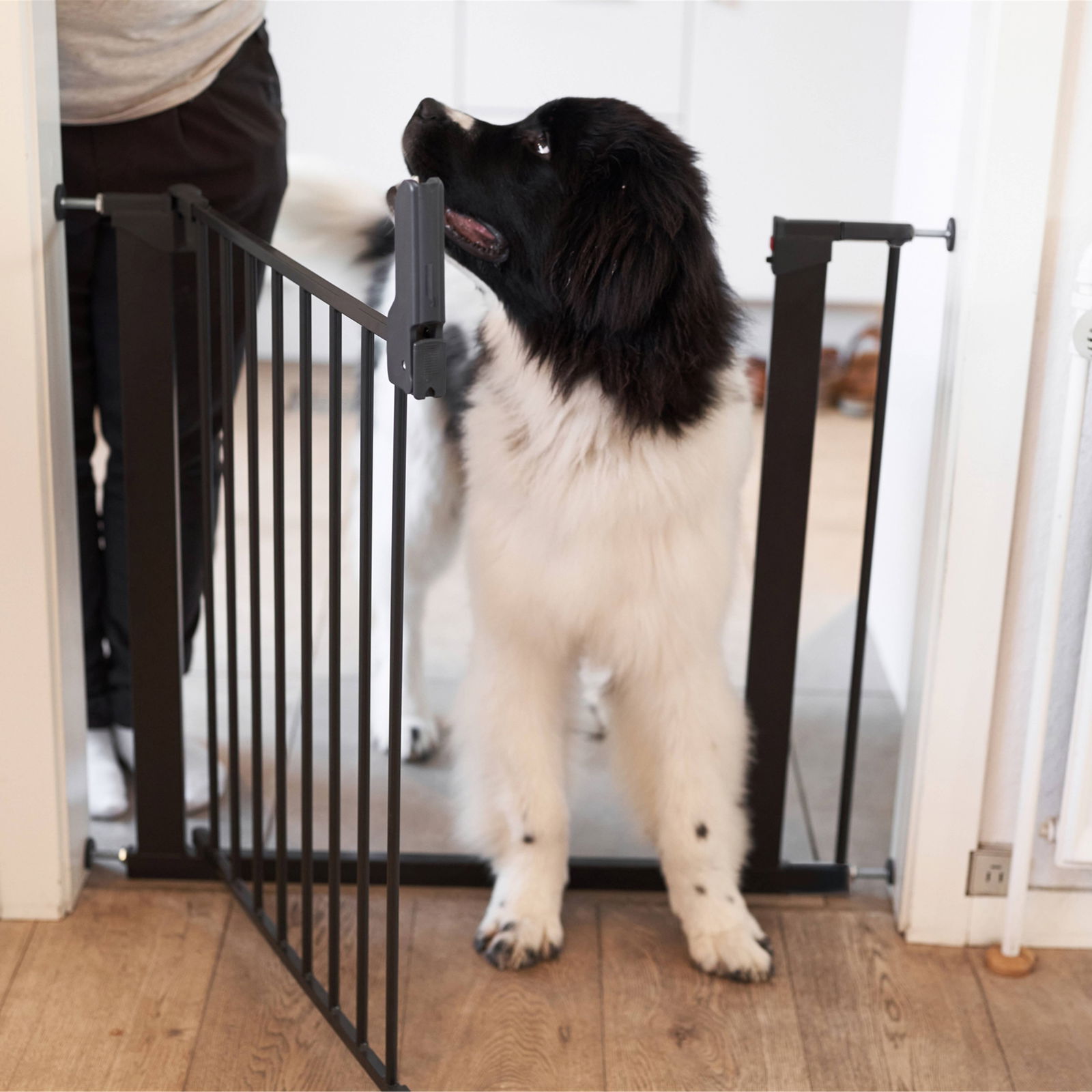 DogSpace Lassie pressure fitted gate