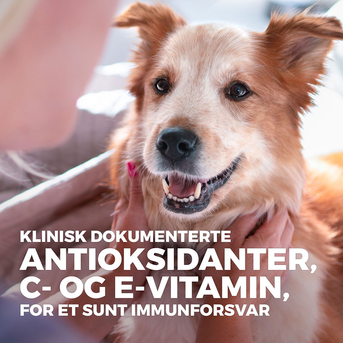 Hill's Science Plan Dog  Senior Vitality Medium