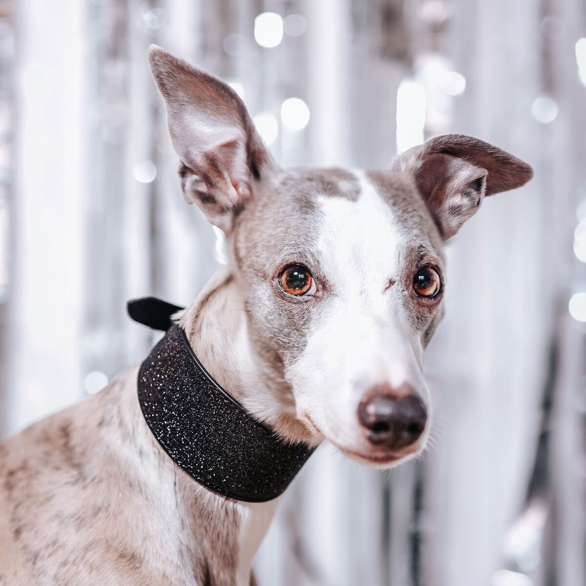 Collar of Sweden collar wide martingale glitter