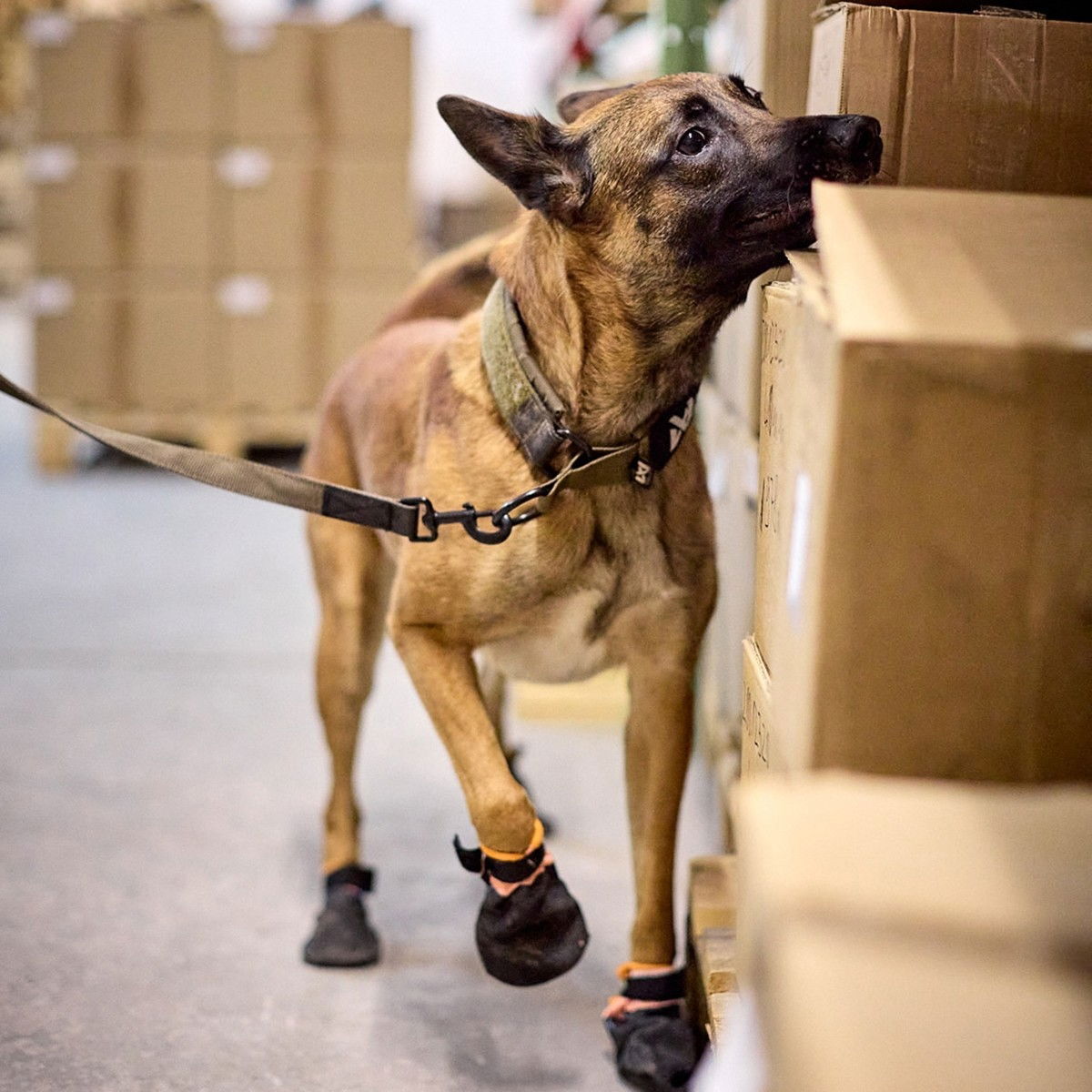 Non-stop Solid collar WD olive