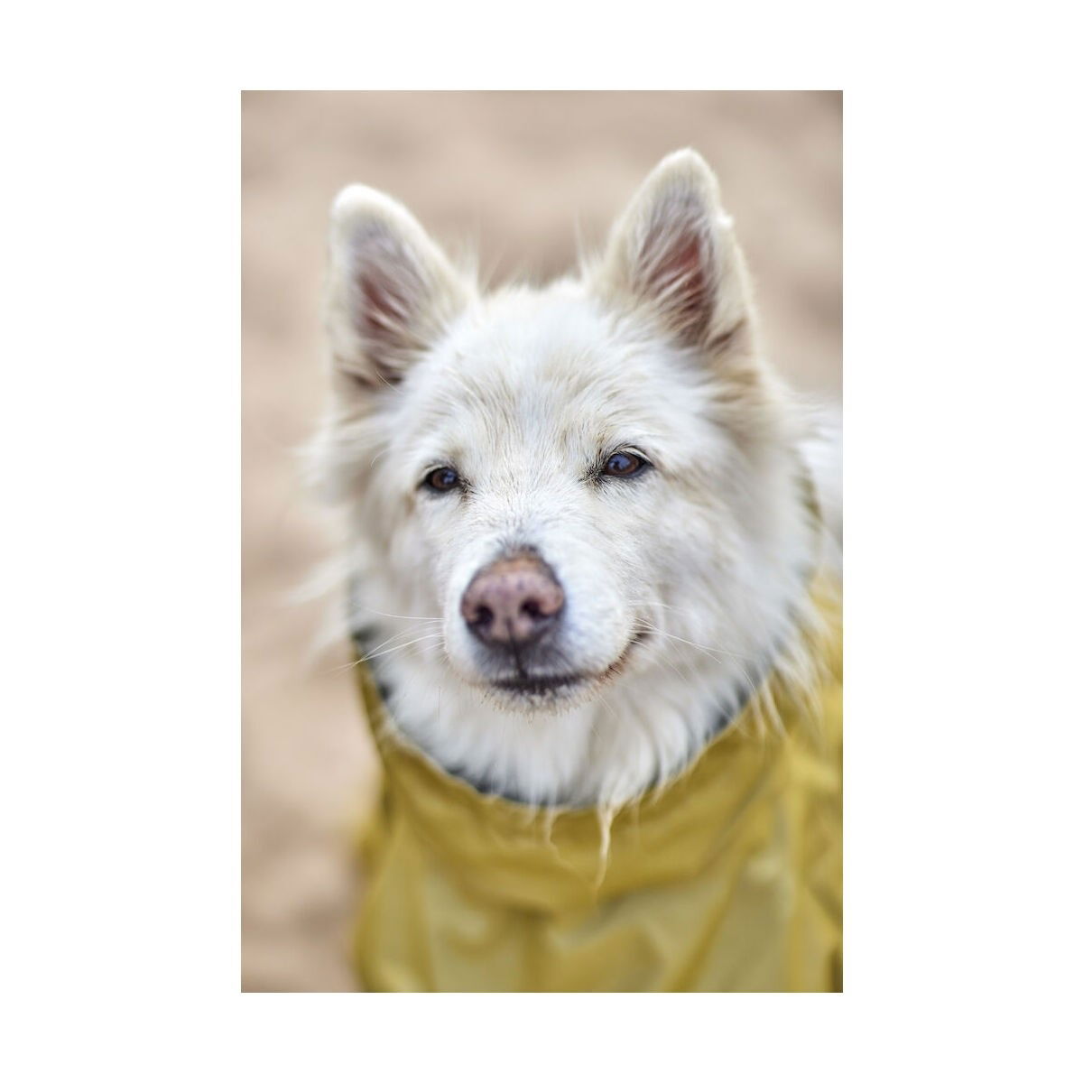 Hurtta Mudventure Coat Reflective turmeric