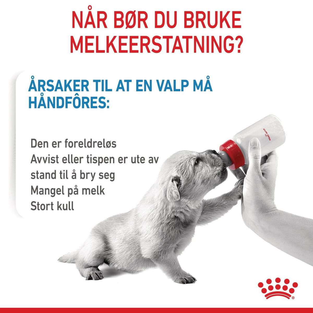 Royal Canin Babydog Milk melk til valp