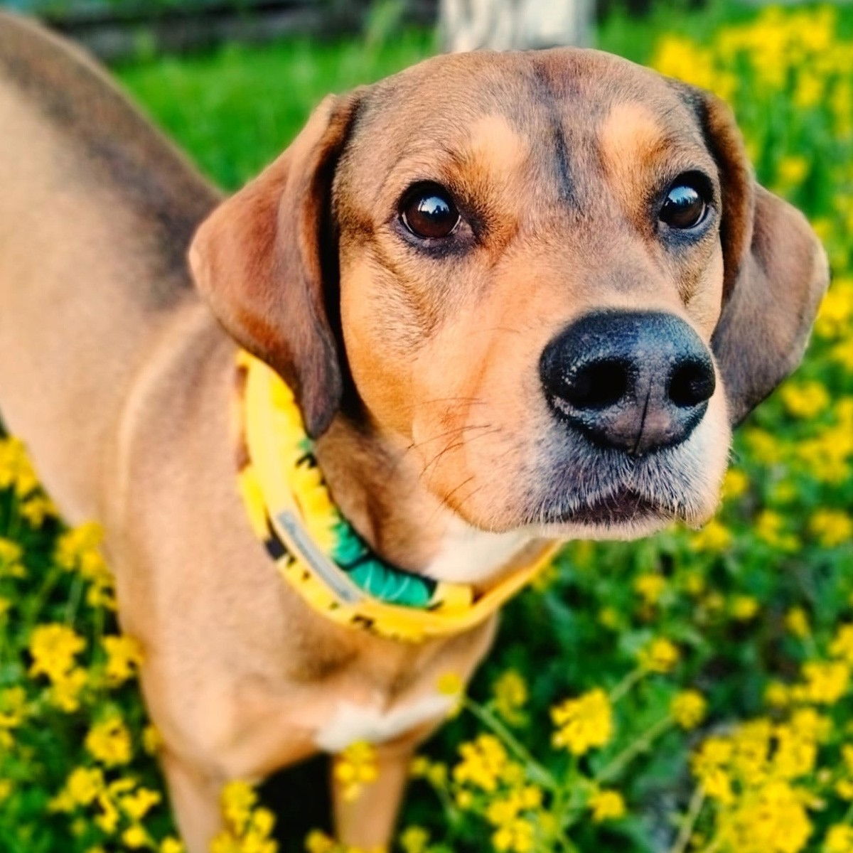 K&K half choke collar extrawide, furry, sun flower