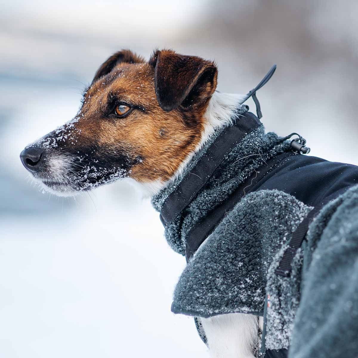 Non-Stop Wool dog jacket, dark teal