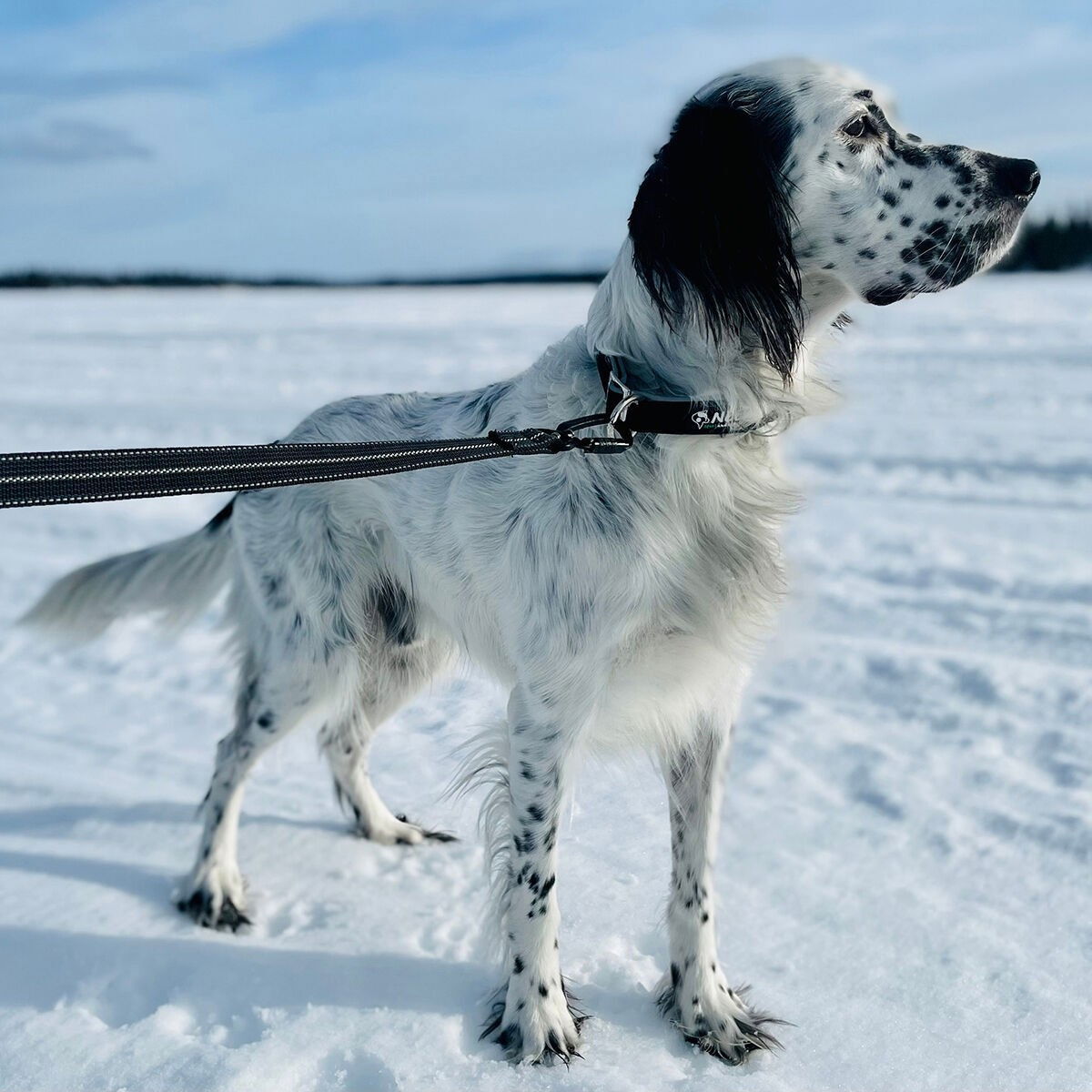 Baggen Expandable grip-leash Twistlock grey 25mm