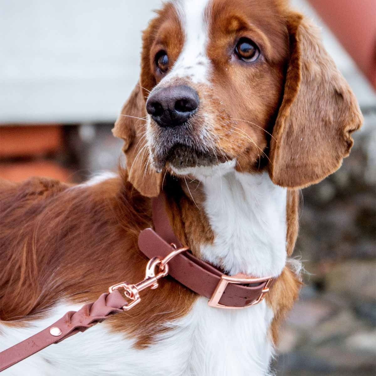 Tyylivoitto Classy collar, brown