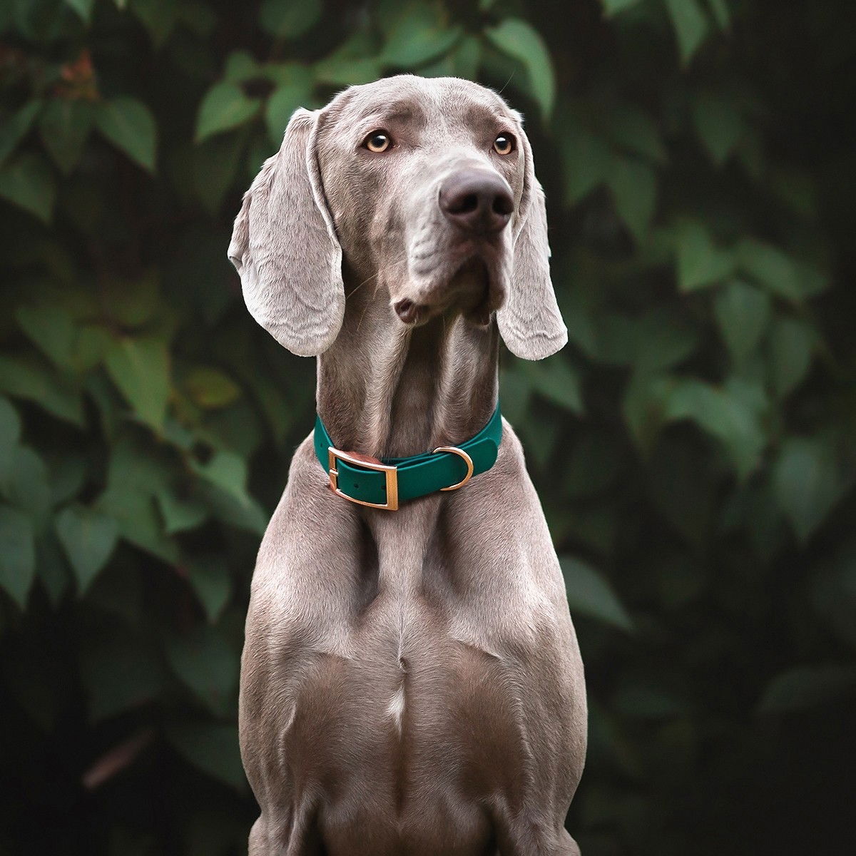 Tyylivoitto Classy collar emerald