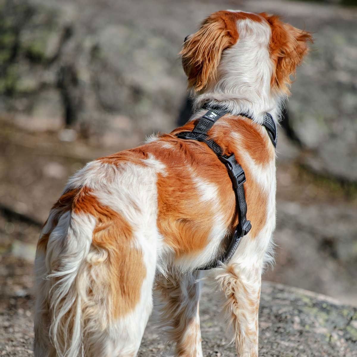 Feel Active Reflective harness Black