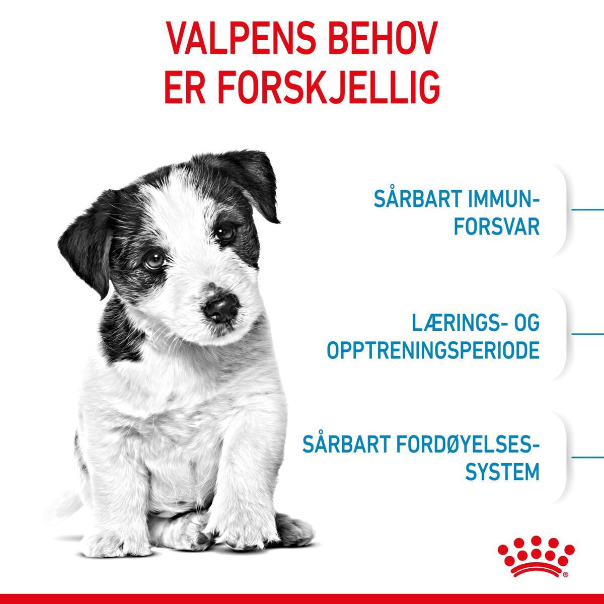 Royal Canin Mini Puppy tørrfôr til valp