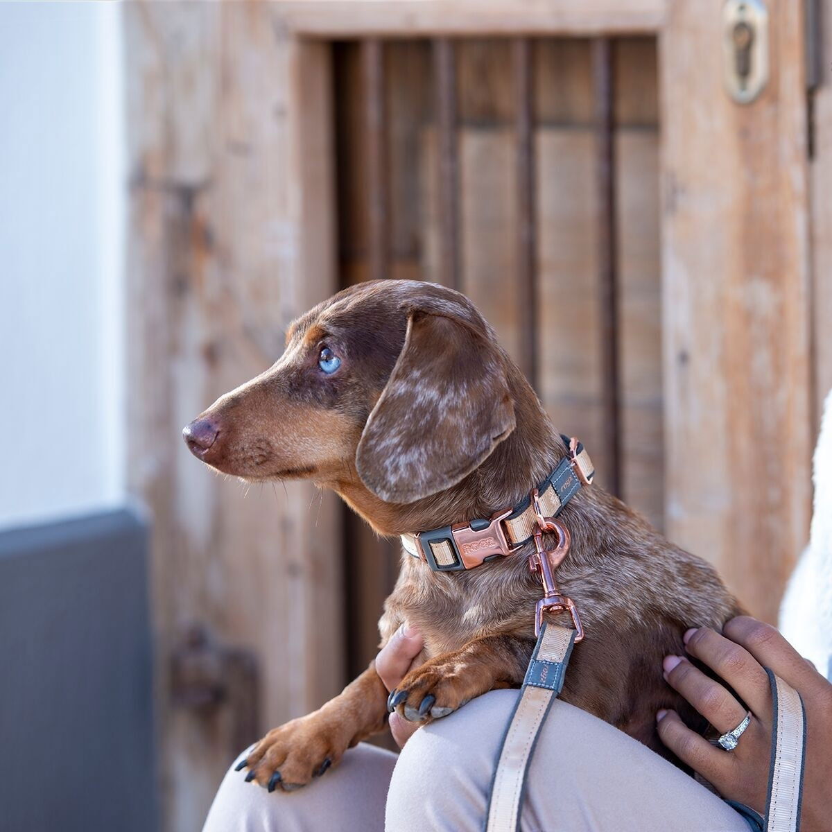 Rogz Urban collar, gold