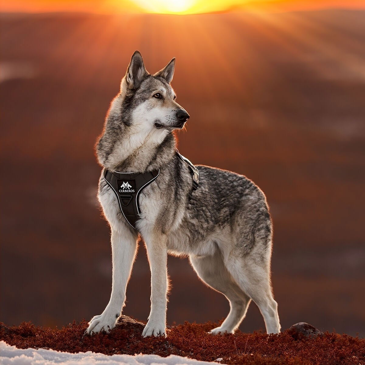 Cerberos Tactical harness Night Black