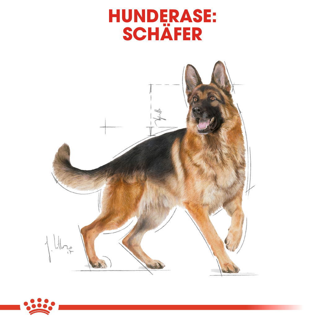 Royal Canin German Shepherd Adult tørrfôr til hund