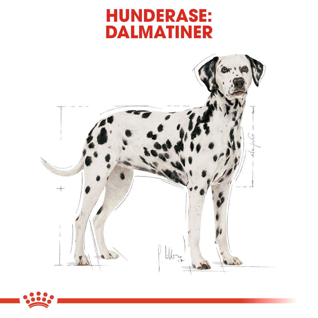 Royal Canin Dalmatian Adult tørrfôr til hund