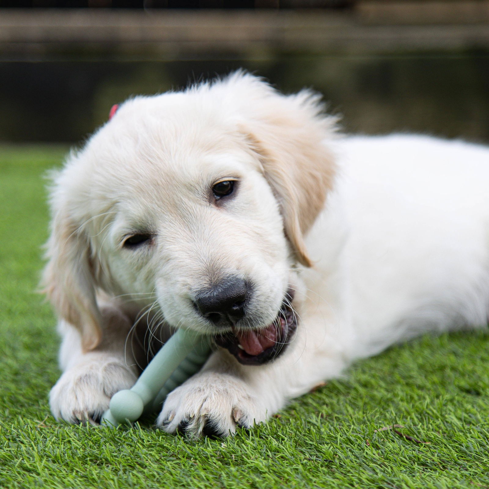 Nylabone Puppy Tactile ring chicken S
