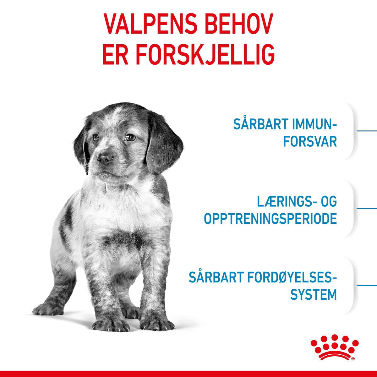 Royal Canin Medium Puppy tørrfôr til valp