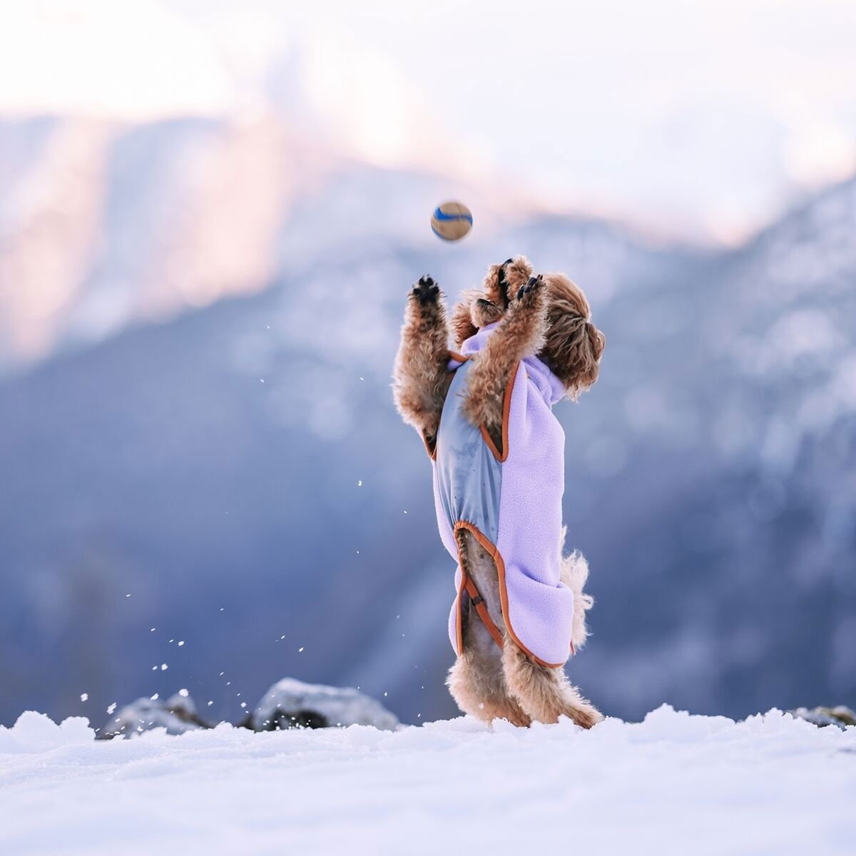 Woolly Wolf Alpha 360 Fleece pullover, Lavender Mix