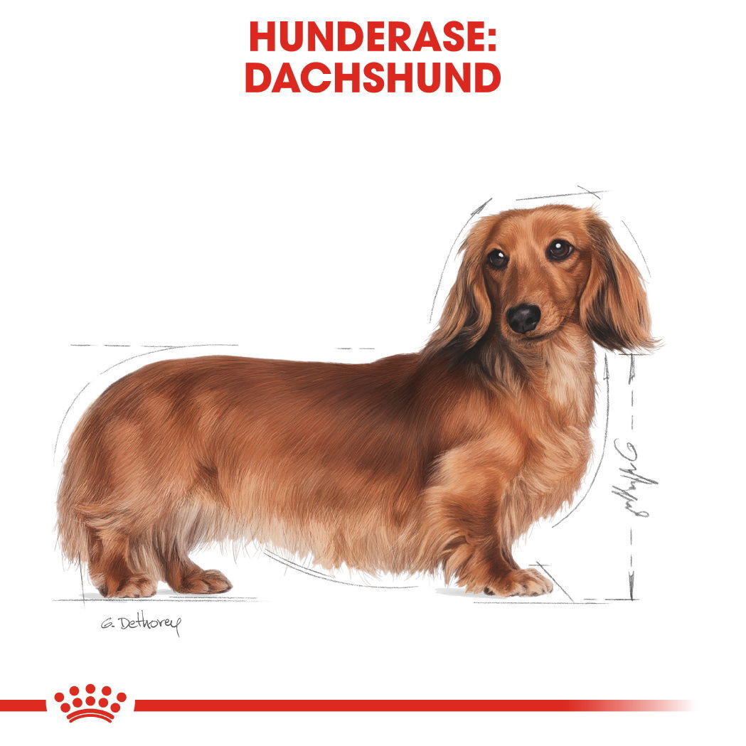 Royal Canin Dachshund Adult tørrfôr til hund