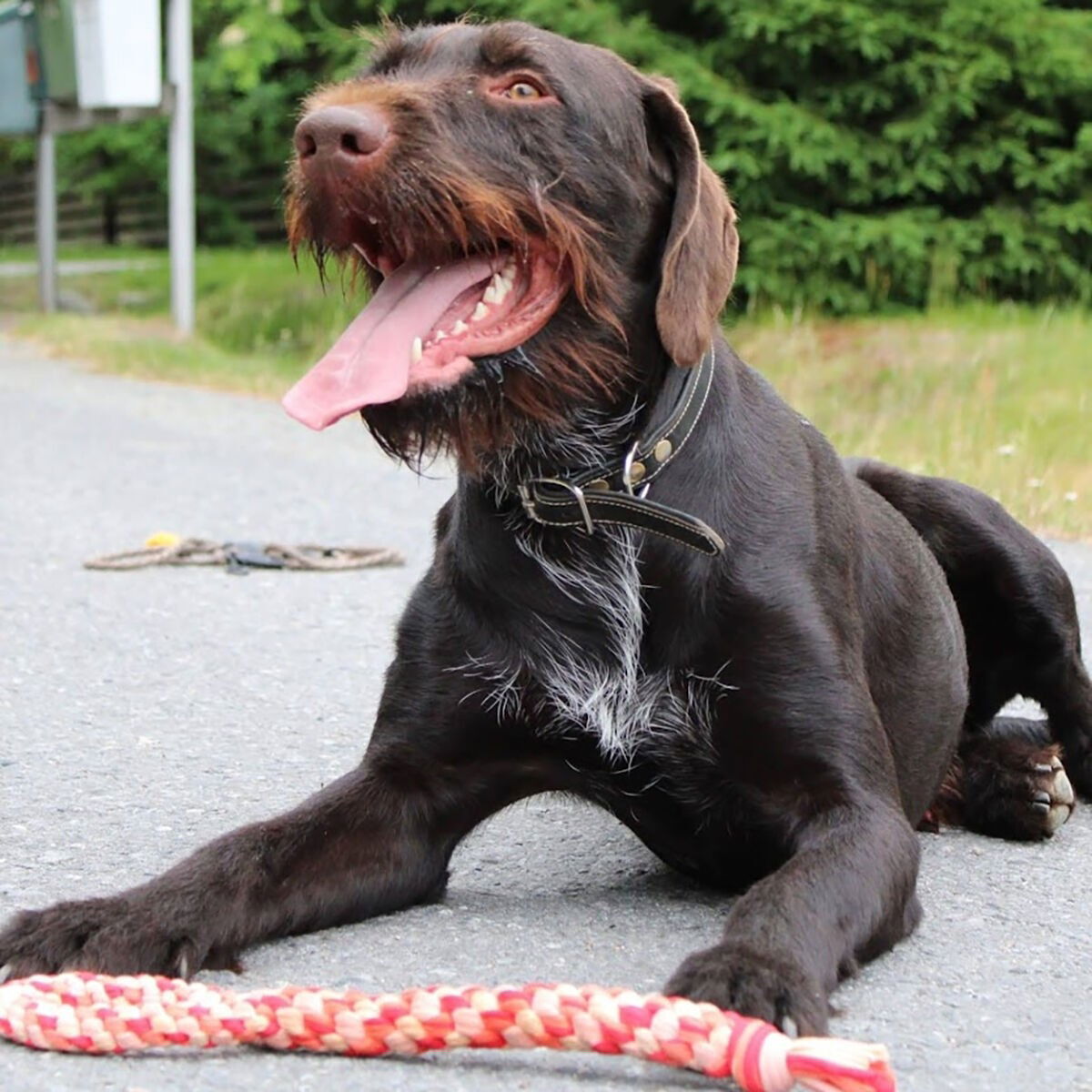 FinNero Taavi training toy