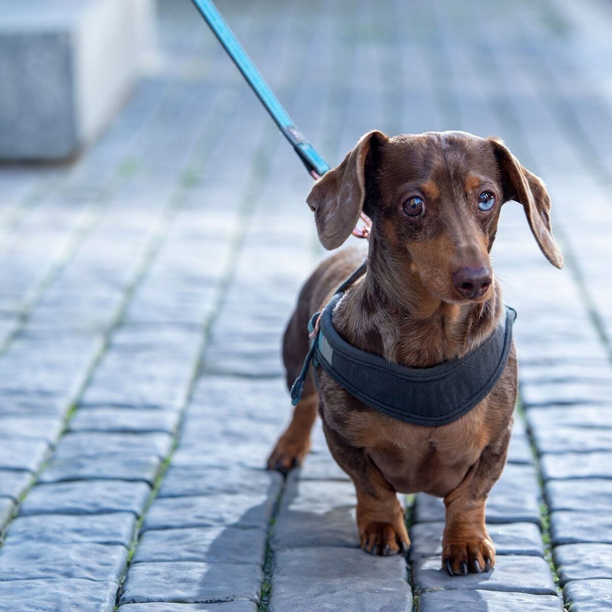 Rogz Urban Fast-Fit harness, turquoise