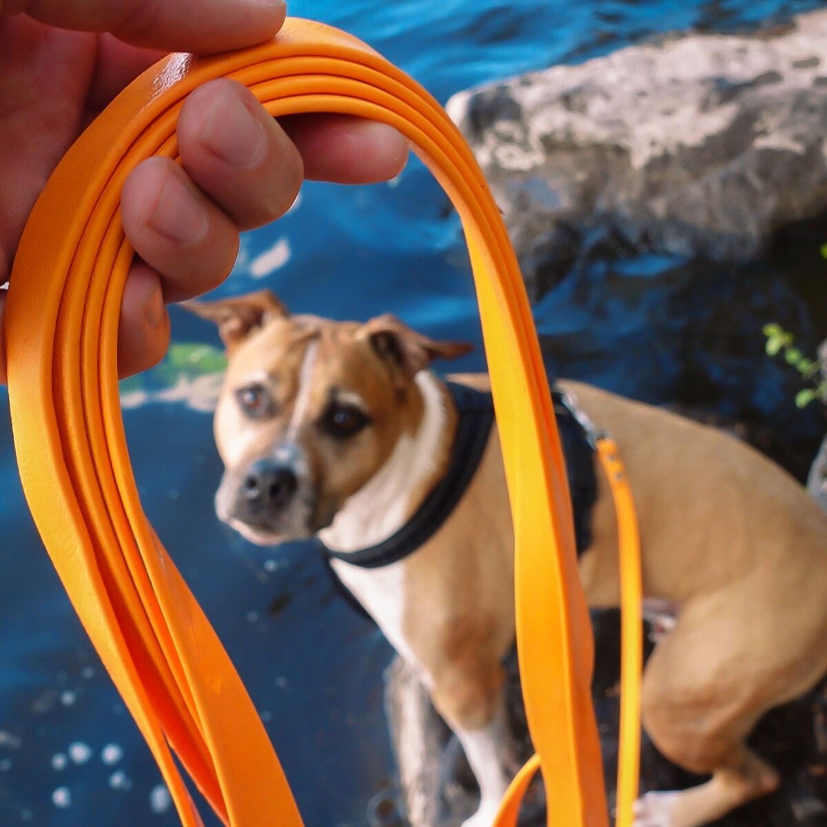 Tyylivoitto Working training leash 6m, orange