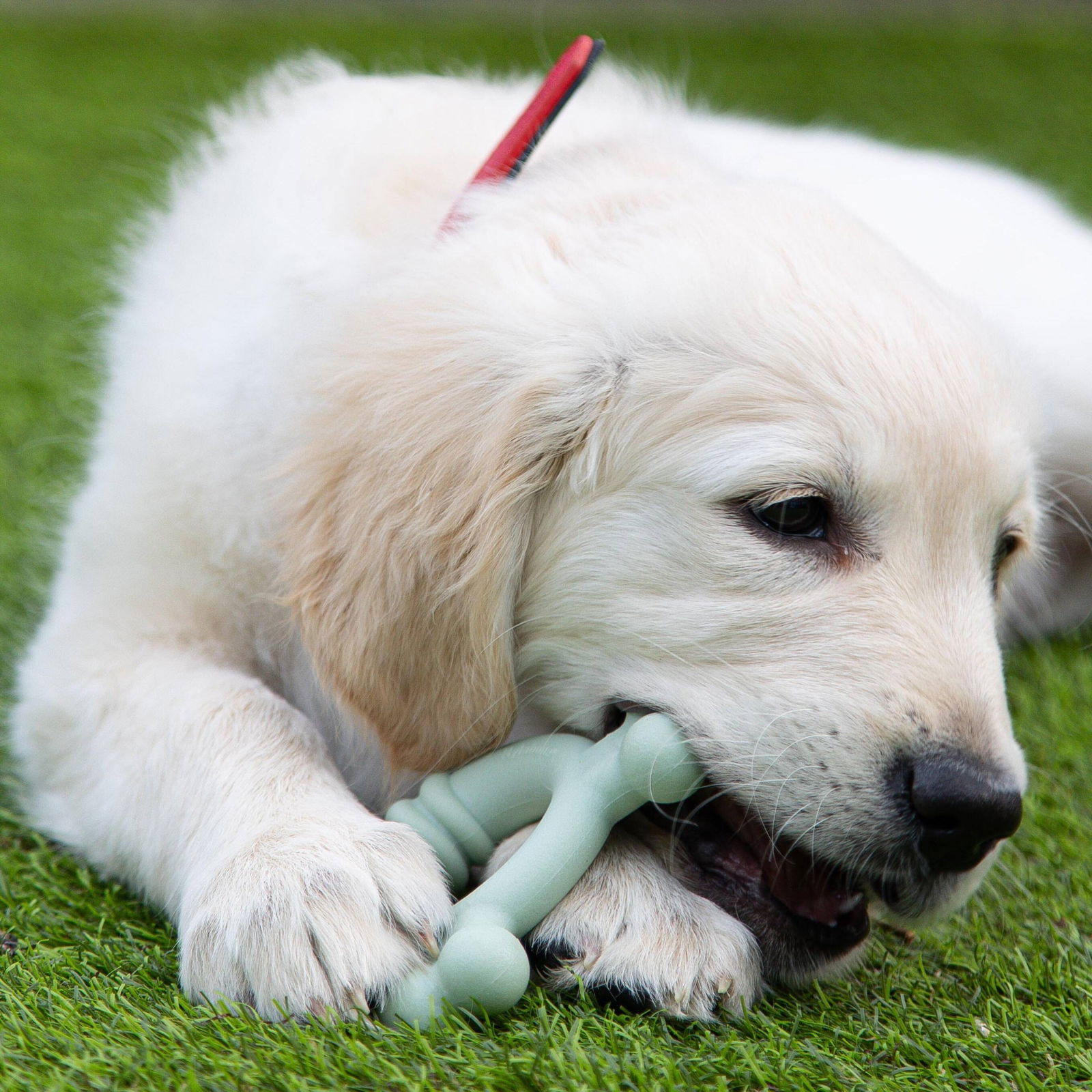 Nylabone Puppy Tactile ring chicken S