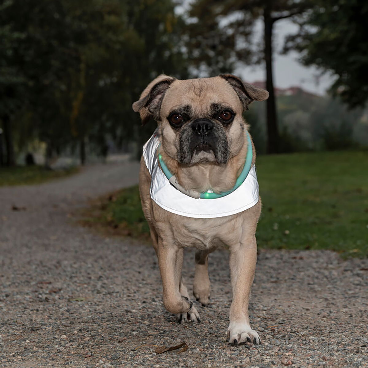 Icepeak Pet Brightly visibility vest VetZoo