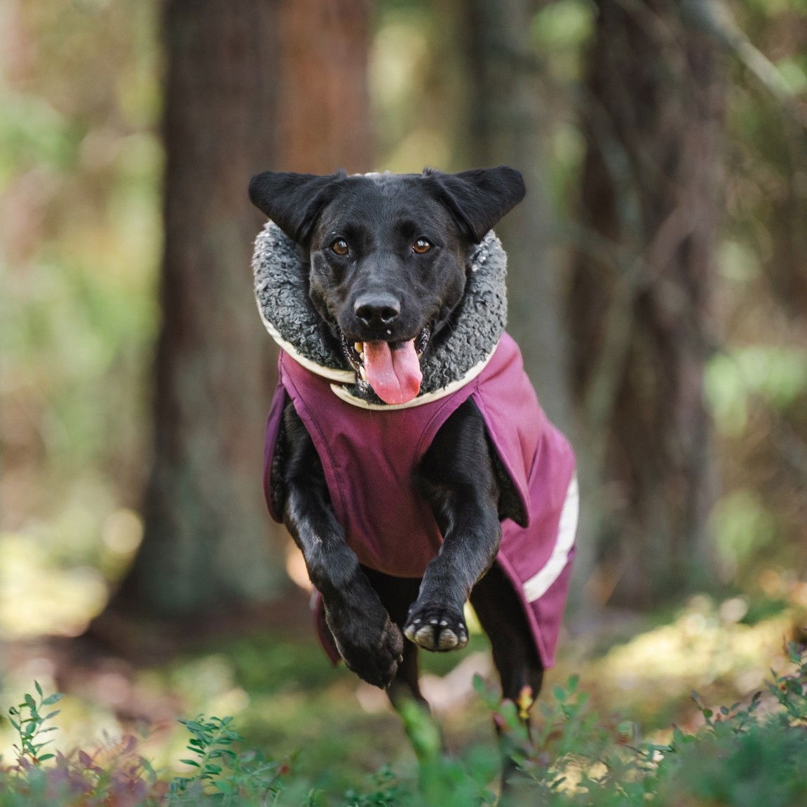 Pomppa Toppa winter jacket, Plum