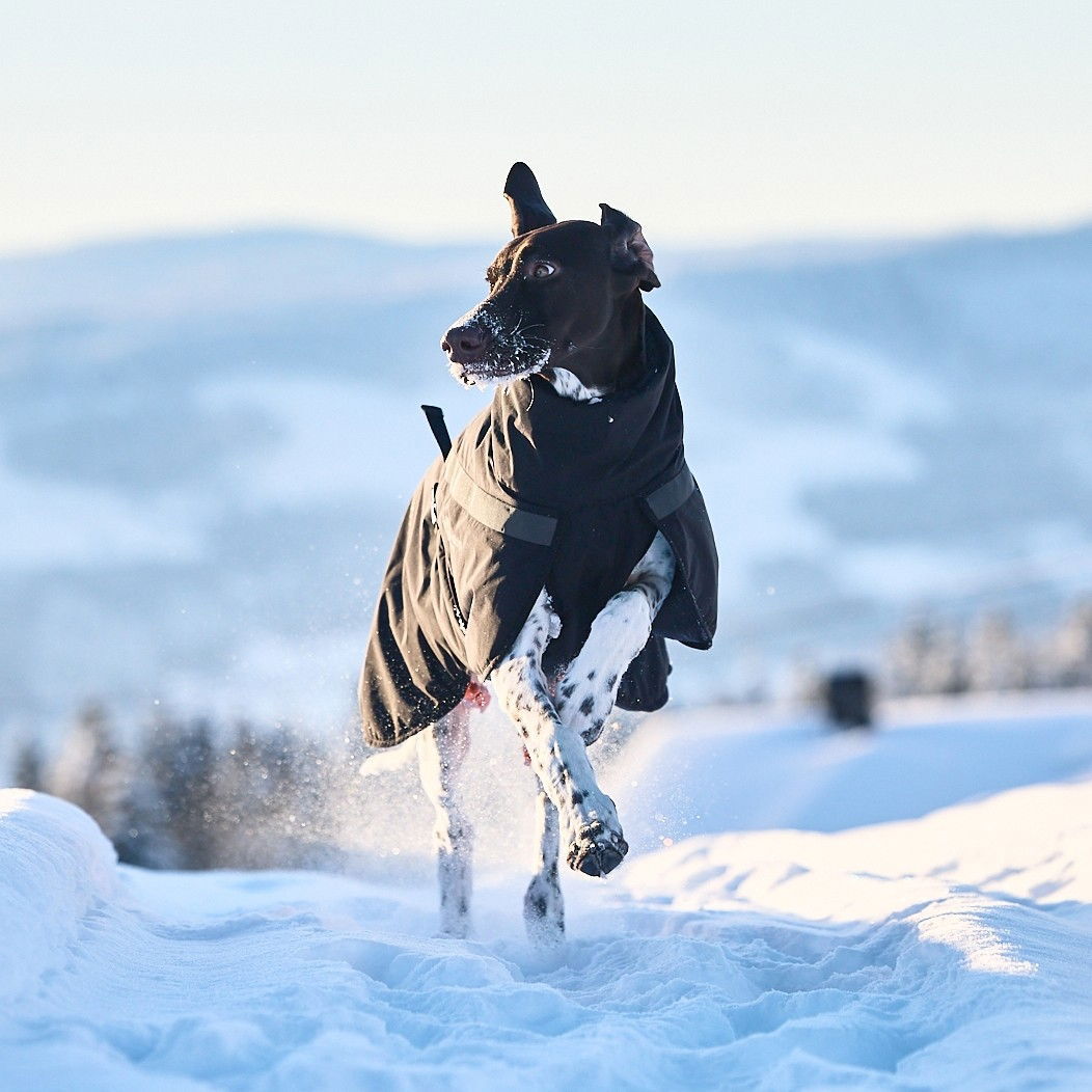 Non-Stop Trekking insulated dog jacket, black