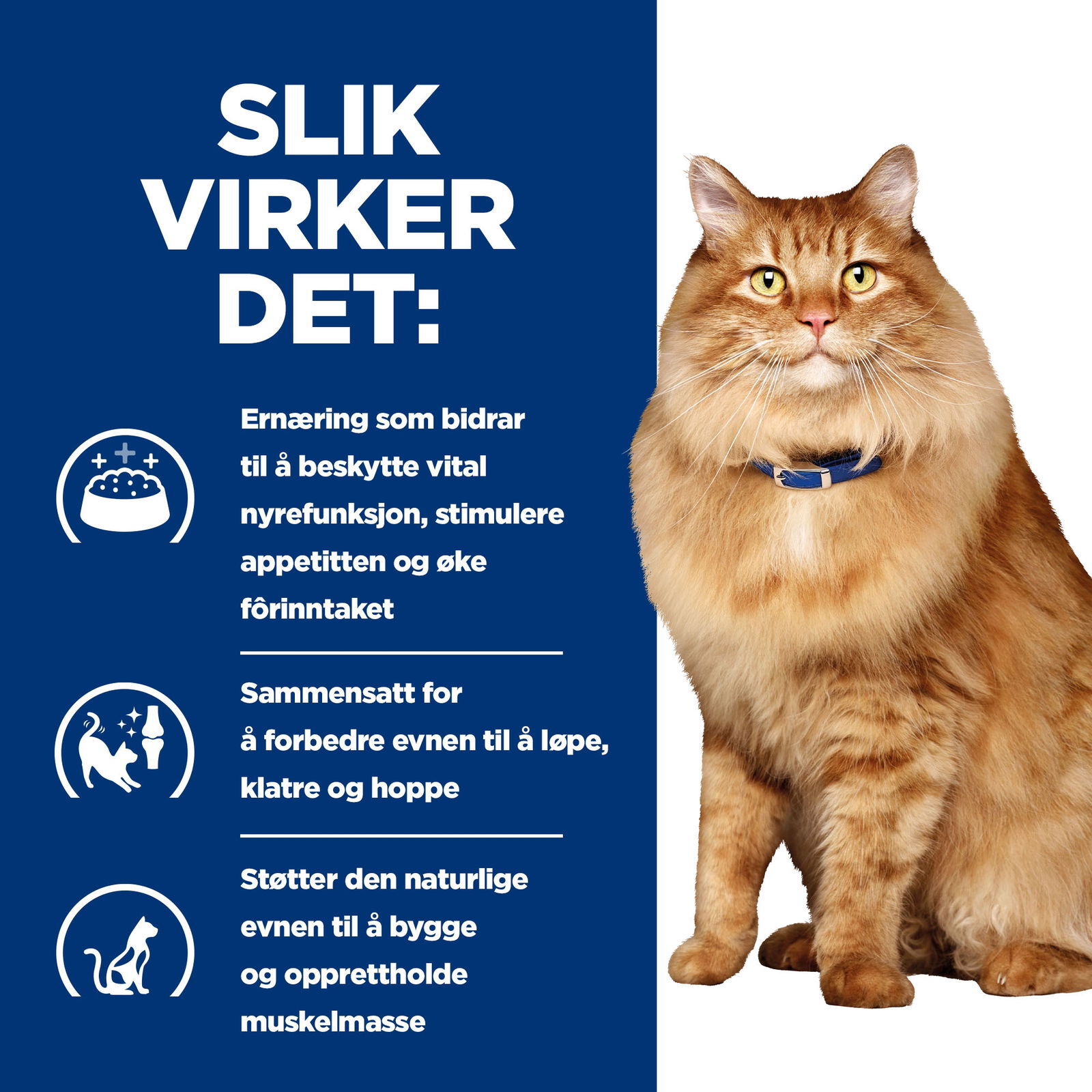 Hills Diet Cat k/d + Mobility 2kg