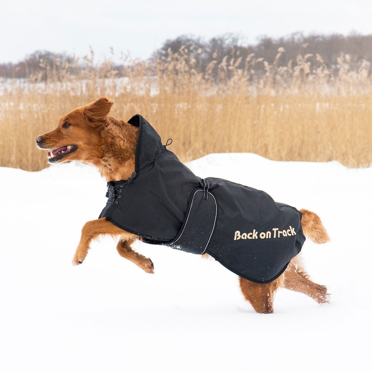 Back on Track Dog rug standard, Black 