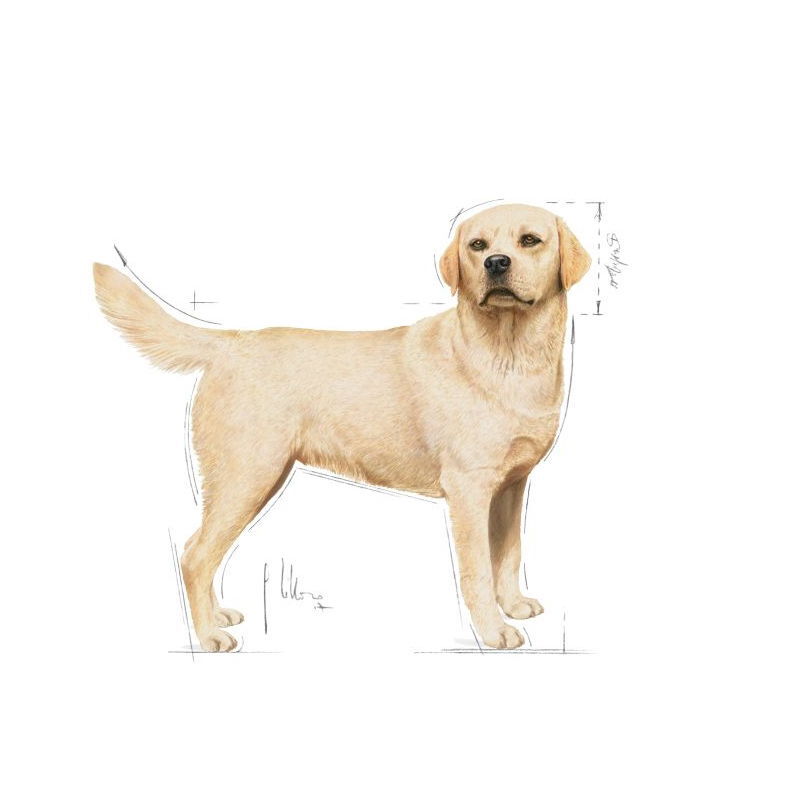 Royal Canin Breed Labrador Retriever 10 x 140 g