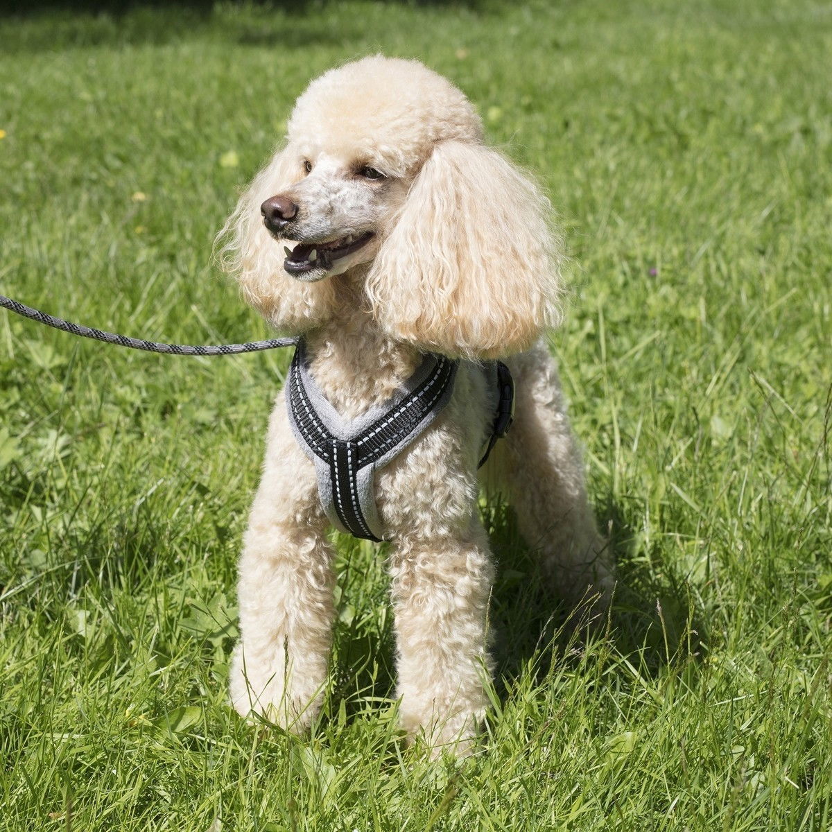 Basic Cosy sele Grå