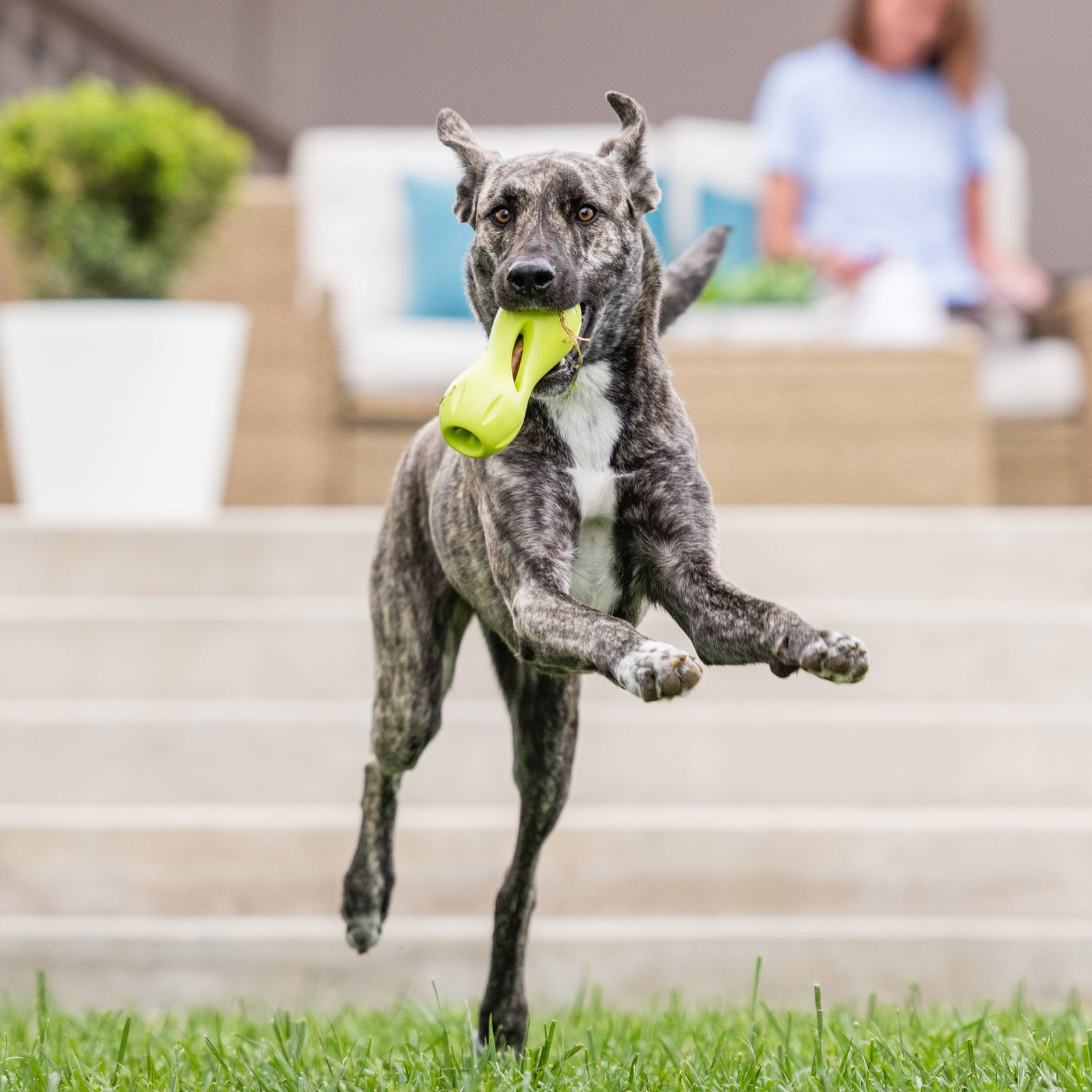 West Paw Qwizl green