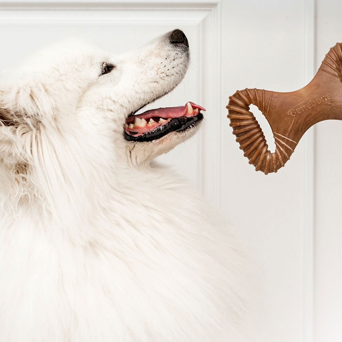 BB Dental Chew Bacon