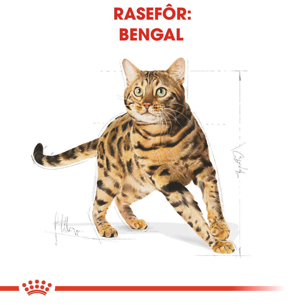 Royal Canin Bengal Adult tørrfôr til katt