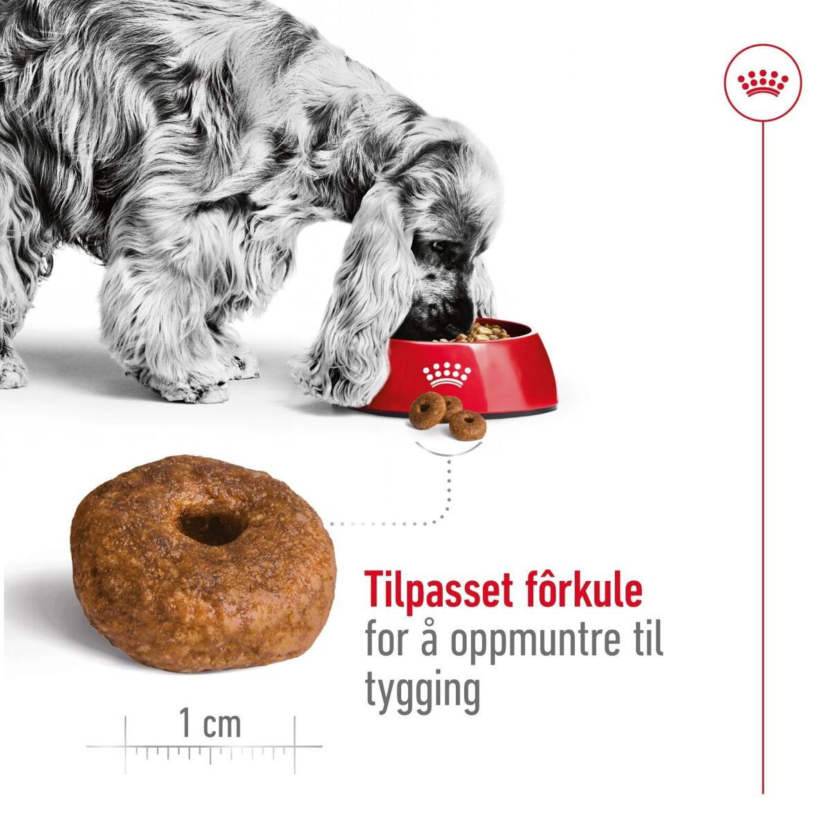 Royal Canin Medium Ageing 10+ tørrfôr til hund