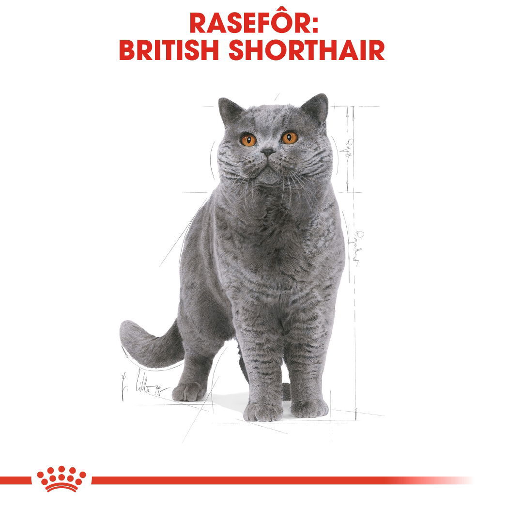 Royal Canin British Shorthair Adult tørrfôr til katt