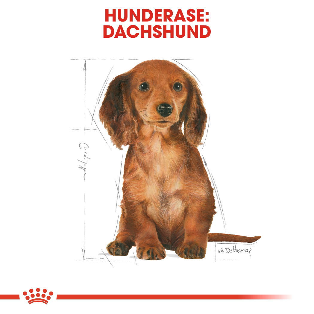 Royal Canin Dachshund Puppy tørrfôr til hundvalp