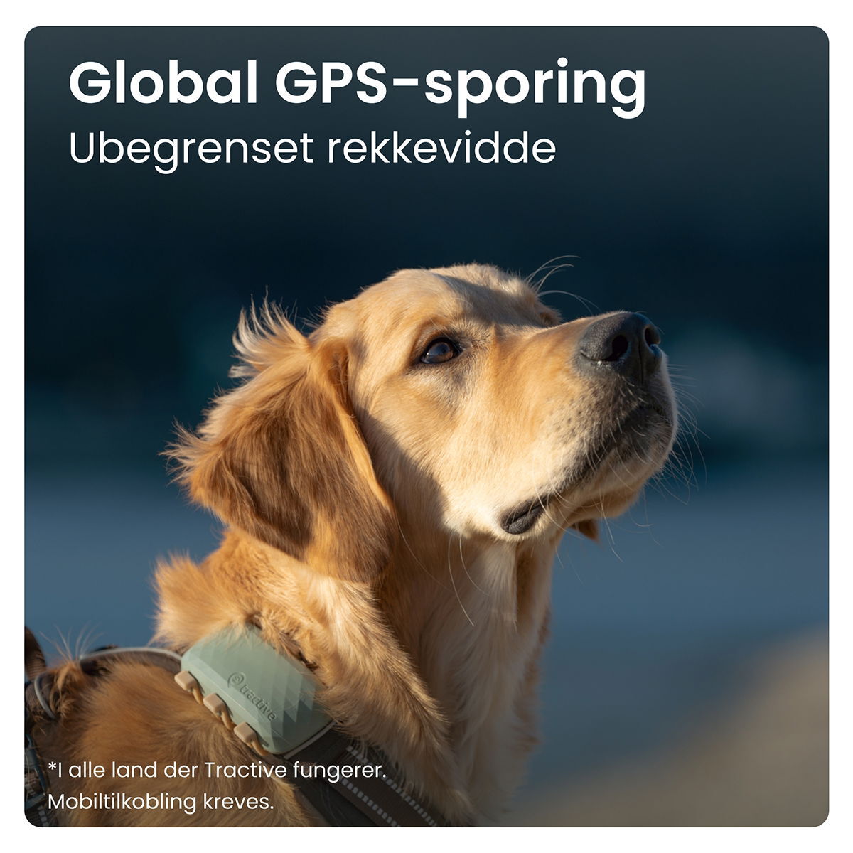 Tractive for DOG XL GPS