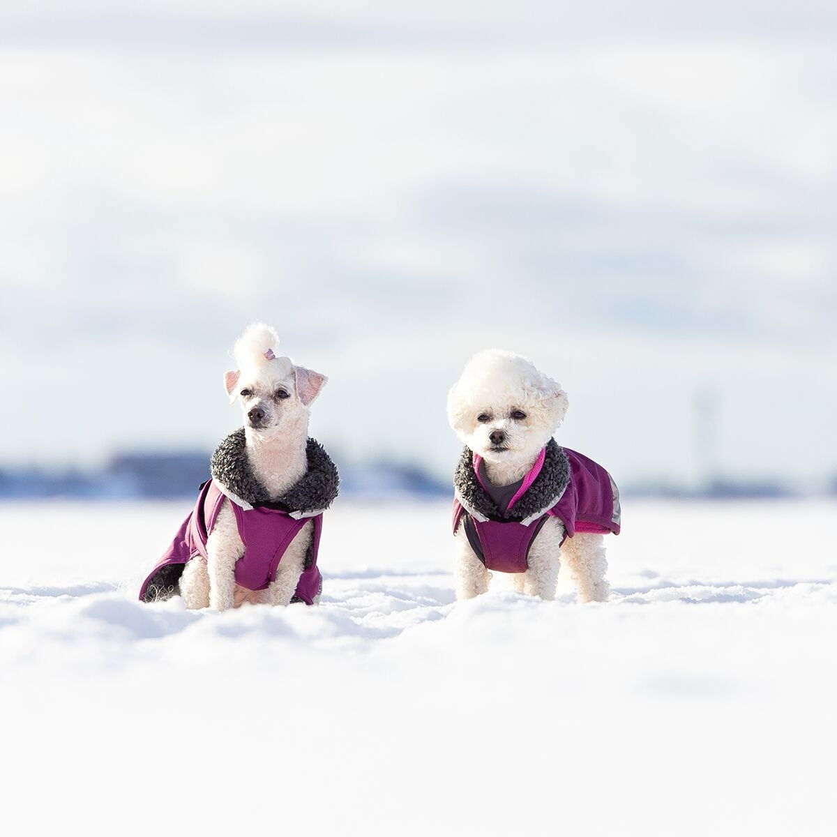 PerusPomppa for harness Plum