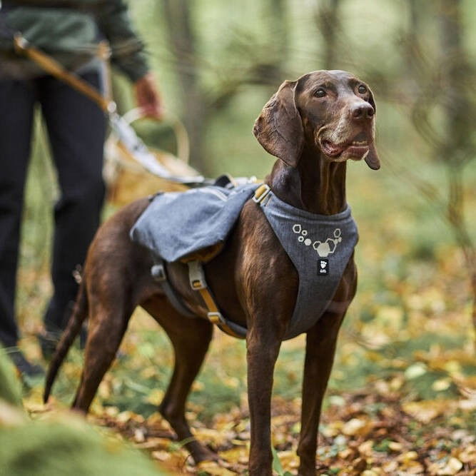 Hurtta Expedition Pack ECO blackberry