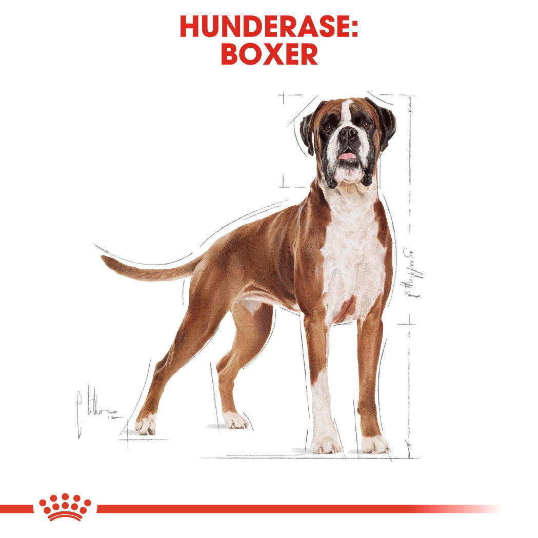 Royal Canin Boxer Adult tørrfôr til hund