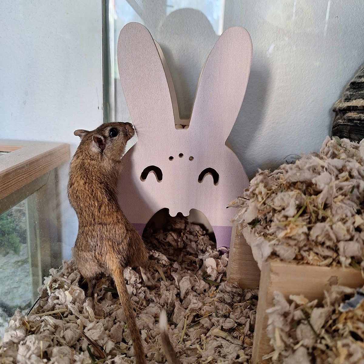 Duvoplus Small animal wooden house, rabbit